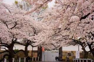 日本东京旅游景点介绍，日本东京的旅游攻略