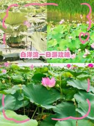白洋淀一日游多少钱，白洋淀一日游团购？
