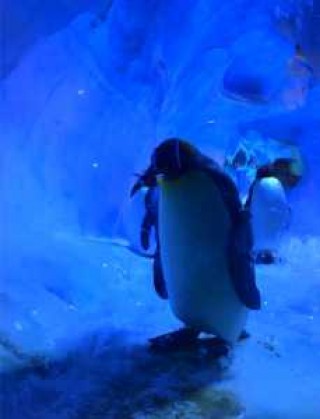 成都海昌极地海洋公园官方网站，成都海昌极地海洋公园怎么样?？