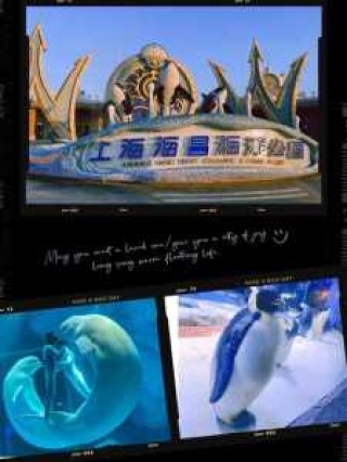 上海海昌海洋公园攻略2021？上海海昌海洋公园攻略2023？