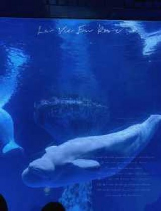 武汉海昌极地海洋馆攻略？武汉海昌极地海洋公园门票预约电话？