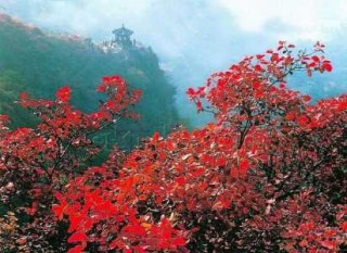 北京香山红叶什么时候看最合适，北京香山红叶最佳观赏时间是几月份？