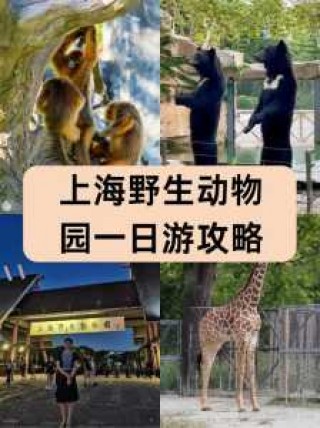 上海动物园门票费用，上海动物园门票费用表？