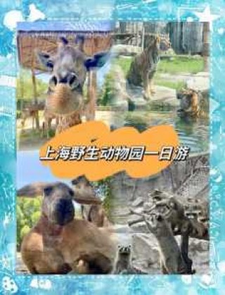 上海野生动物园门票多少一张，上海野生动物园票价多少元？