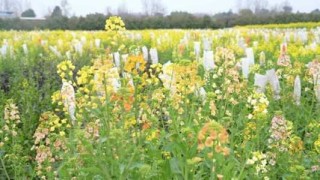 婺源油菜花最佳时间2021，婺源油菜花最佳时间2024年？