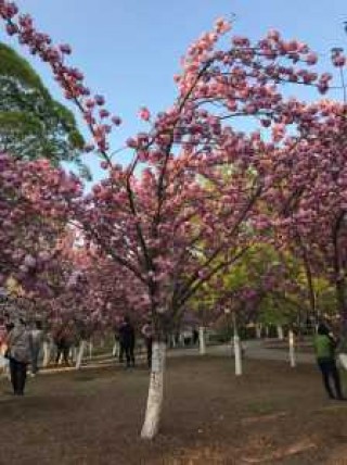玉渊潭公园门票费用？玉渊潭公园门票费用调整原因？
