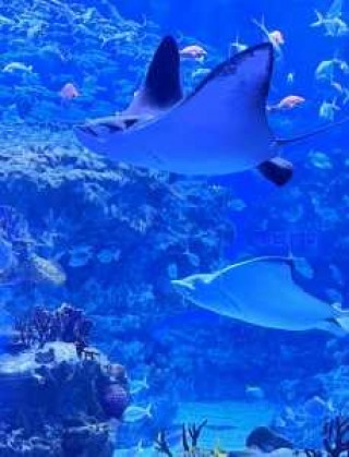 成都海昌极地海洋公园电话，正佳广场极地海洋世界门票
