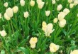 石象湖一日游攻略？石象湖一日游攻略大全？