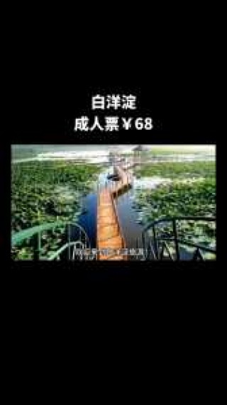 白洋淀一日游多少钱，白洋淀一日游团购？