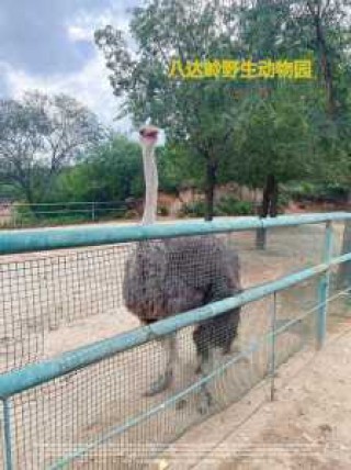 八达岭野生动物园游玩攻略，八达岭野生动物园门票多少？