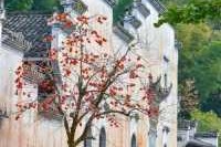江西旅行社排名最新，江西最大的旅行公司？