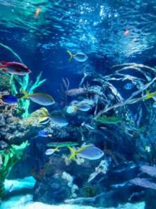 长风公园海洋世界门票？长风公园海洋世界门票电话？