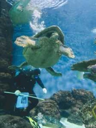 上海长风海洋世界怎么样，上海长风海洋世界怎么样好玩吗？