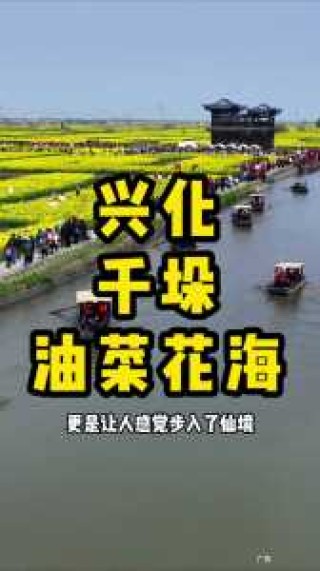 罗平油菜花最佳观景点，罗平油菜花的地理位置