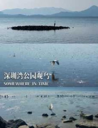 深圳红树林海滨公园，深圳红树林海滨公园在哪个区？