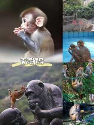 三亚南湾猴岛简介，三亚的南湾猴岛