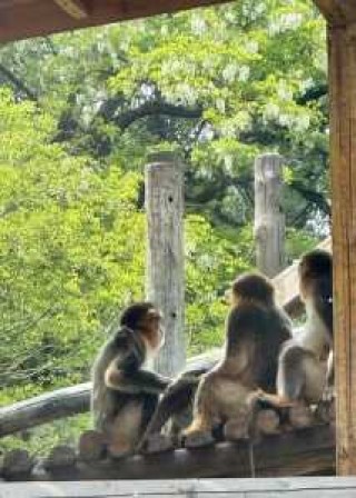 北京野生动物园门票优惠政策，北京动物园开放时间及门票