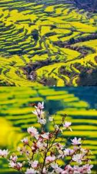 婺源油菜花最佳时间2021，婺源油菜花最佳时间2024年？