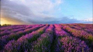紫云花汐薰衣草庄园？紫云花汐薰衣草庄园图片？