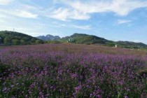 紫云花汐薰衣草庄园？紫云花汐薰衣草庄园图片？