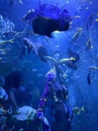 重庆汉海海洋公园？重庆汉海海洋公园和融创海世界哪个好玩？