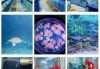 富国海底世界官方网站预约，富国海底世界官方网站预约入口？