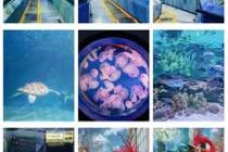 富国海底世界官方网站预约，富国海底世界官方网站预约入口？