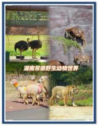 长沙市动物园门票费用，长沙动物园门票多少钱一张2020