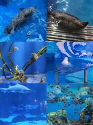 成都海昌极地海洋公园官方网站，成都海昌极地海洋公园怎么样?？