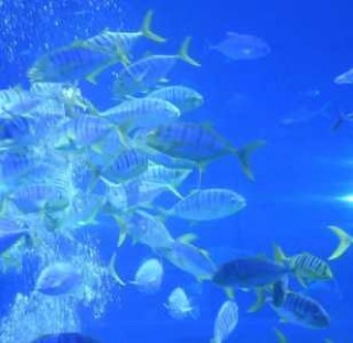 福州罗源湾海洋世界，福州罗源湾海洋世界离哪个动车站近