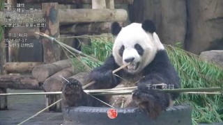 上海野生动物园最佳游览顺序，上海野生动物园最佳游览顺序图？