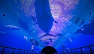 大连圣亚海洋世界表演时间？大连圣亚海洋世界表演时间2024五一？