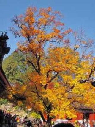 北京香山红叶观赏时间，北京香山红叶观赏高峰首日？