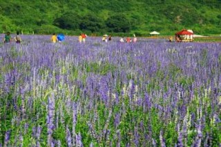 北京薰衣草庄园，北京薰衣草庄园在哪里丰台区