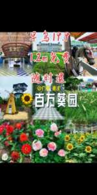 百万葵园开放了吗？百万葵园在那里？
