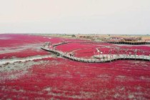 盘锦红海滩景区，盘锦红海滩景区门票免票政策？