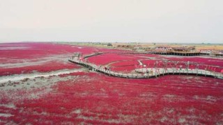 盘锦红海滩景区，盘锦红海滩景区门票免票政策？