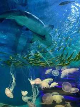 大明湖海底世界，大明湖海底世界值得去吗