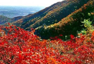 北京香山红叶观赏时间，北京香山红叶观赏高峰首日？