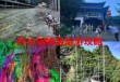 商洛凤凰古镇旅游攻略，商洛凤凰古镇有哪些好玩的地方