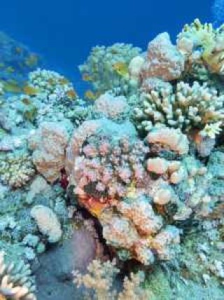 西沙群岛旅游攻略？西沙群岛旅游攻略自由行？