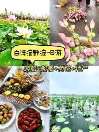 白洋淀一日游多少钱，白洋淀一日游团购？