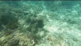 三亚潜水多少钱一位？三亚潜水费用表？