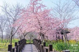 上海辰山植物园几月份去比较好，上海辰山植物园什么时候去