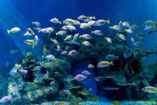上海三个海洋馆去哪个，上海三个海洋馆去哪个门进？
