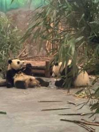 成都大熊猫繁育基地？成都大熊猫繁育基地游玩时长？