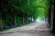 东平国家森林公园游玩攻略，东平国家森林公园门票费用？