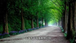 东平国家森林公园游玩攻略，东平国家森林公园门票费用？