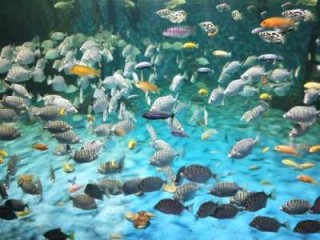 青岛极地海洋馆，海洋极地海洋世界门票