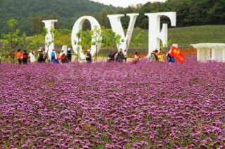 紫云花汐薰衣草庄园？紫云花汐薰衣草庄园图片？